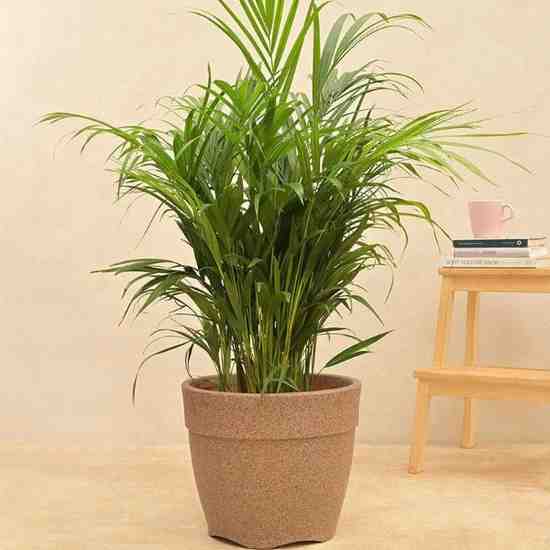 Barca Round Planter